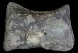 Hadrosaur (Duck-Billed Dinosaur) Medial Toe Bone - Montana #66473-1